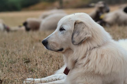 Livestock guardian dog with sheep